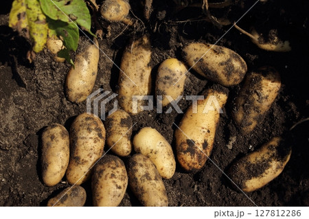 ジャガイモの収穫（メークイン） 127812286