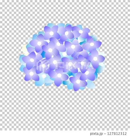 illustration of hydrangea 127812312