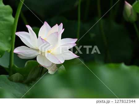 白い蓮の花 127812344