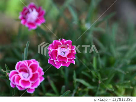 野に咲く濃いピンクの花 127812350