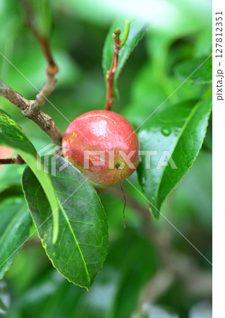 ツバキの実（椿油の原料 カメリア油 camellia oil） 127812351