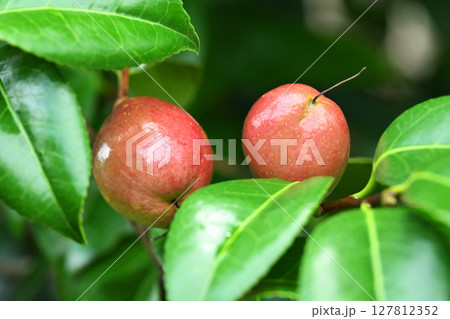 ツバキの実（椿油の原料 カメリア油 camellia oil） 127812352