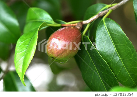 ツバキの実(椿油の原料 カメリア油 camellia oil) ツバキの実(椿油の原料 カメリア油 camellia oil) 127812354
