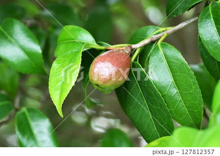 ツバキの実（椿油の原料 カメリア油 camellia oil） 127812357
