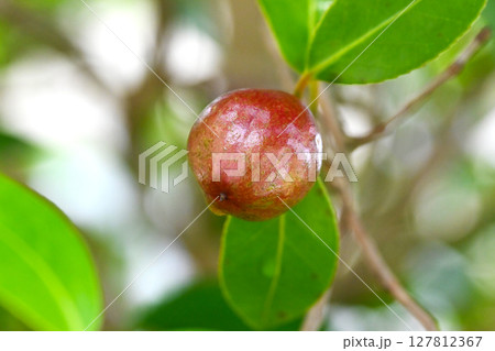 ツバキの実(椿油の原料 カメリア油 camellia oil) ツバキの実(椿油の原料 カメリア油 camellia oil) 127812367