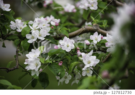 春に満開になるリンゴの木の枝 127812730