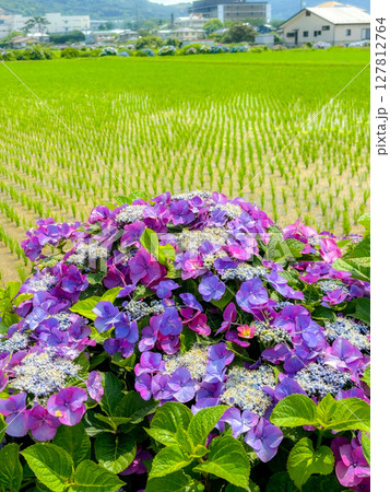 開成町あじさいまつり(神奈川県) 開成町あじさいまつり(神奈川県) 127812764