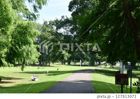 秋ヶ瀬公園の森_01 127813071