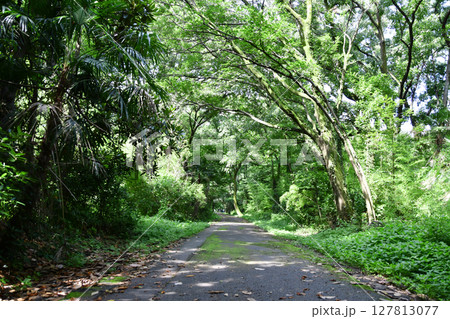 秋ヶ瀬公園の森_07 127813077