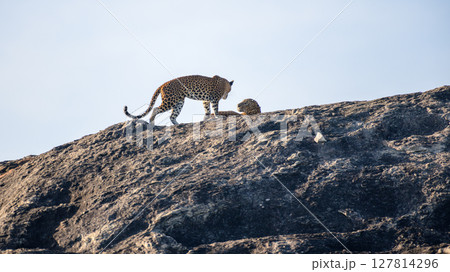 A pair of Sri Lankan leopards engage in a dramatic interaction atop a sunlit rock in Yala National Park. Raw and powerful moment of wildlife behavior A pair of Sri Lankan leopards engage in a dramatic interaction atop a sunlit rock in Yala National Park. Raw and powerful moment of wildlife behavior 127814296