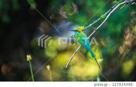 Green bee-eater perches on a slender branch against rich, blurred bokeh backdrop of Yala National Park 127814308