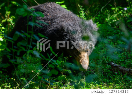 Sri Lankan sloth bear emerges from the shadows of Yala National Park, Sri Lanka, black fur glistening under filtered sunlight. elusive predator silently prowls through the dense forest Sri Lankan sloth bear emerges from the shadows of Yala National Park, Sri Lanka, black fur glistening under filtered sunlight. elusive predator silently prowls through the dense forest 127814315