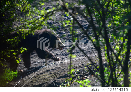 Sri Lankan sloth bear silently prowls on rocks Yala National Park, Sri Lanka Sri Lankan sloth bear silently prowls on rocks Yala National Park, Sri Lanka 127814316