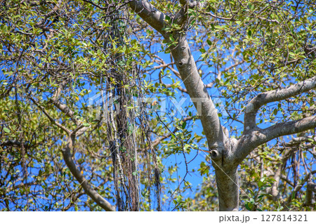 Chestnut-headed bee-eater perches on a branch in the dense foliage in Yala National Park. The bird blends into the leafy canopy Chestnut-headed bee-eater perches on a branch in the dense foliage in Yala National Park. The bird blends into the leafy canopy 127814321