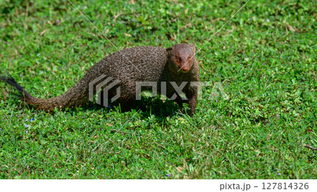 Ruddy mongoose stands alert on lush green grass at Yala National Park, Sri Lanka. Sharp eyes scanning the surroundings with curiosity and caution Ruddy mongoose stands alert on lush green grass at Yala National Park, Sri Lanka. Sharp eyes scanning the surroundings with curiosity and caution 127814326