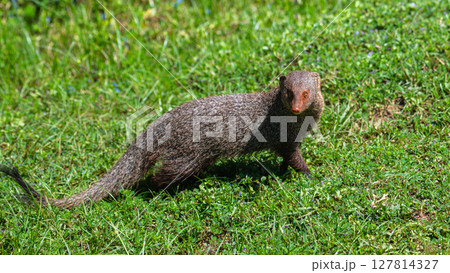Ruddy mongoose stands alert on lush green grass at Yala National Park, Sri Lanka. Sharp eyes scanning the surroundings with curiosity and caution 127814327