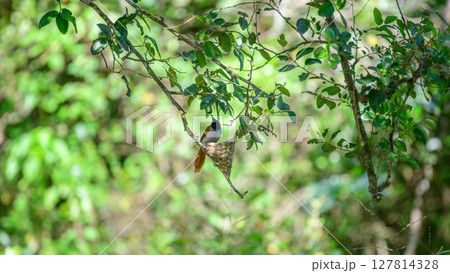 Female Indian paradise flycatcher tends to its nest, vibrant greenery backdrop of Yala National Park, Sri Lanka. 127814328