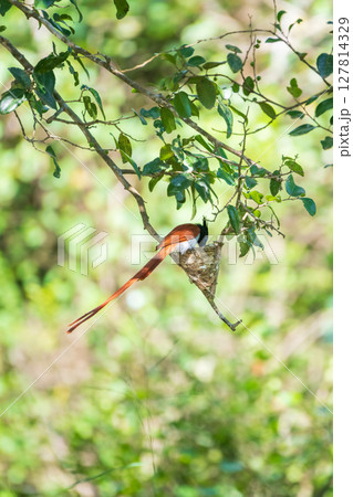 Male Indian paradise flycatcher tends to its nest, vibrant greenery backdrop of Yala National Park, Sri Lanka. 127814329