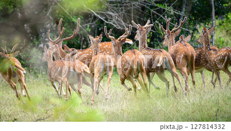 A herd of spotted deer dashes into the dense forest. Captured at Yala National Park. The untamed beauty and alertness of wildlife in their natural sanctuary 127814332