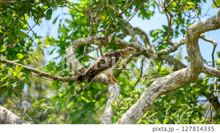 Oriental honey buzzard perches watchfully on a tree branch, camouflaged against the lush green foliage of Yala National Park Oriental honey buzzard perches watchfully on a tree branch, camouflaged against the lush green foliage of Yala National Park 127814335