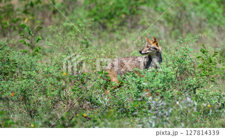 Sri Lankan jackal stands in the low vegetation and looks back at Yala National Park, Sri Lanka, alert under the bright sun. Sri Lankan jackal stands in the low vegetation and looks back at Yala National Park, Sri Lanka, alert under the bright sun. 127814339