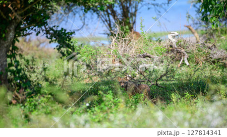 Sri Lankan jackal stands alert in the undergrowth of Yala National Park, Sri Lanka, perfectly camouflaged among the tangled branches and dense foliage 127814341