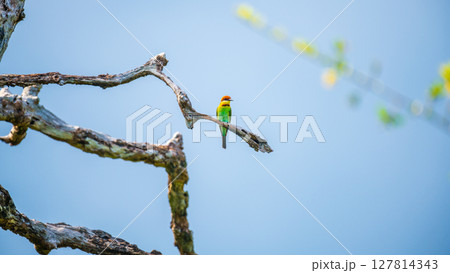 Chestnut-headed bee-eater perches on a twisted branch, vibrant plumage glowing against the soft blue sky in Yala National Park, Sri Lanka Chestnut-headed bee-eater perches on a twisted branch, vibrant plumage glowing against the soft blue sky in Yala National Park, Sri Lanka 127814343