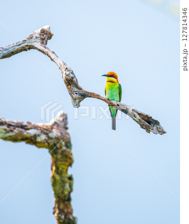 Chestnut-headed bee-eater perches on a twisted branch, vibrant plumage glowing against the soft blue sky in Yala National Park, Sri Lanka 127814346