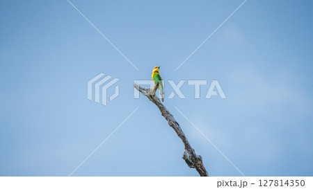 A vibrant Chestnut-headed bee-eater perches elegantly on a bare branch under the clear blue sky in Yala National Park, Sri Lanka A vibrant Chestnut-headed bee-eater perches elegantly on a bare branch under the clear blue sky in Yala National Park, Sri Lanka 127814350