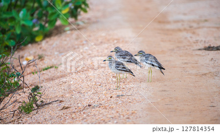 Three Indan thick-knee birds stand alert on a sandy trail at Yala National Park, Sri Lanka. Natural surroundings with camouflaged plumage. dry, earthy terrain of the wildlife reserve 127814354