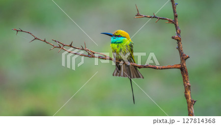 Asian green bee-eater rests on a thorny branch, iridescent feathers glowing against the soft green backdrop of Yala National Park, Sri Lanka Asian green bee-eater rests on a thorny branch, iridescent feathers glowing against the soft green backdrop of Yala National Park, Sri Lanka 127814368