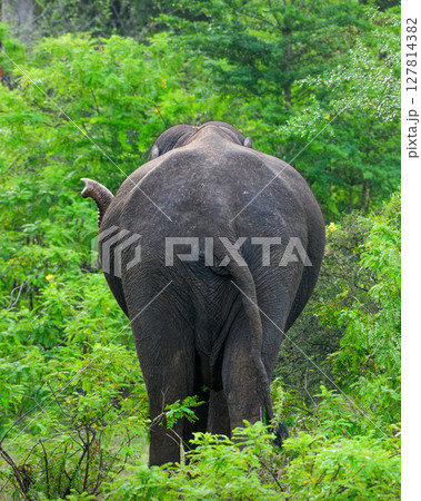 A wild elephant walks away into the dense jungle of Yala National Park, Sri Lanka. Captured from behind 127814382