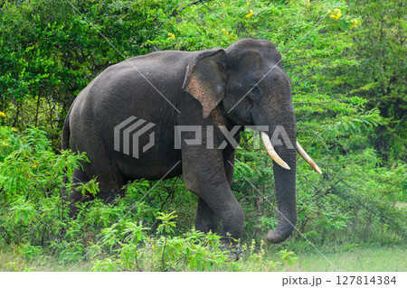 Majestic Sri Lankan tusker elephant walks calmly surrounded by lush greenery in Yala National Park Majestic Sri Lankan tusker elephant walks calmly surrounded by lush greenery in Yala National Park 127814384