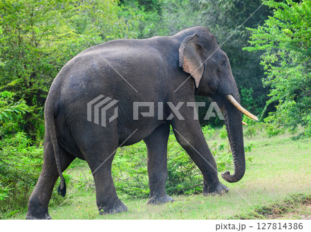 Sri Lankan tusker elephant walks calmly surrounded by lush greenery in Yala National Park Sri Lankan tusker elephant walks calmly surrounded by lush greenery in Yala National Park 127814386