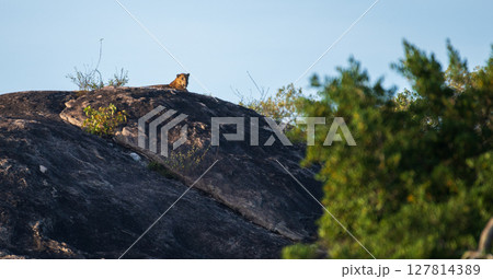 Sri Lankan leopard rests atop a sunlit rocky outcrop in Yala National Park. The predator gazes calmly across the terrain 127814389