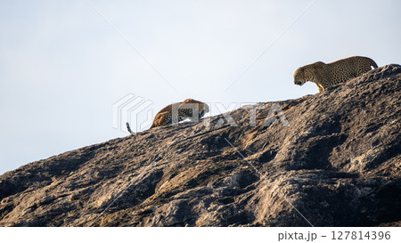 A pair of Sri Lankan leopards engage in a dramatic interaction atop a sunlit rock in Yala National Park. Raw and powerful moment of wildlife behavior A pair of Sri Lankan leopards engage in a dramatic interaction atop a sunlit rock in Yala National Park. Raw and powerful moment of wildlife behavior 127814396