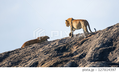 A pair of Sri Lankan leopards engage in a dramatic interaction atop a sunlit rock in Yala National Park. Raw and powerful moment of wildlife behavior A pair of Sri Lankan leopards engage in a dramatic interaction atop a sunlit rock in Yala National Park. Raw and powerful moment of wildlife behavior 127814397
