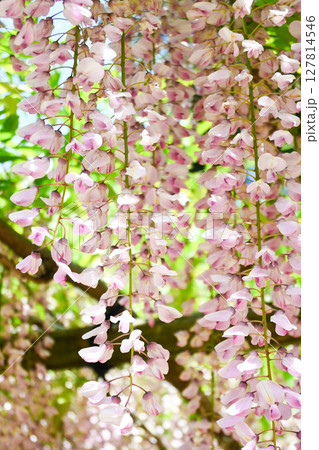 春の藤棚 127814546