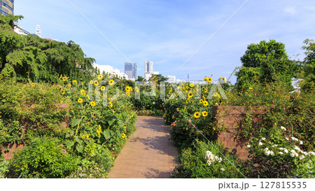 山下公園の紫陽花 127815535