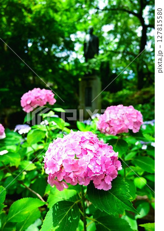 梅雨空に咲くピンクのアジサイ 127815580