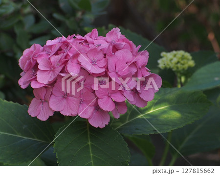 赤いアジサイ（高知公園の紅色の本紫陽花） 127815662