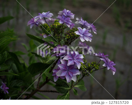 八重のガクアジサイの花のクローズアップ（田園地帯の額紫陽花） 127815720