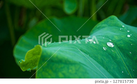 蓮の葉に溜まった水滴 蓮の葉に溜まった水滴 127815730
