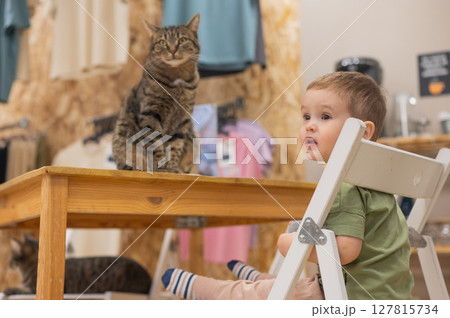 Caucasian little boy in a cat cafe. Caucasian little boy in a cat cafe. 127815734