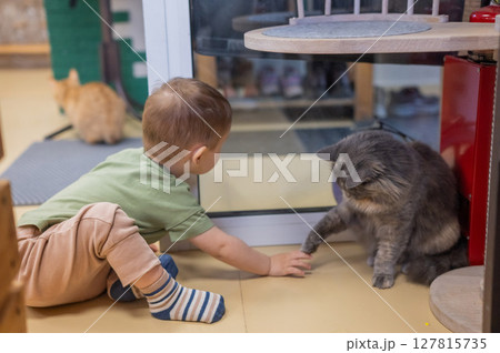 Caucasian little boy in a cat cafe. Caucasian little boy in a cat cafe. 127815735