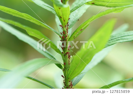 セイタカアワダチソウヒゲナガアブラムシ 127815859