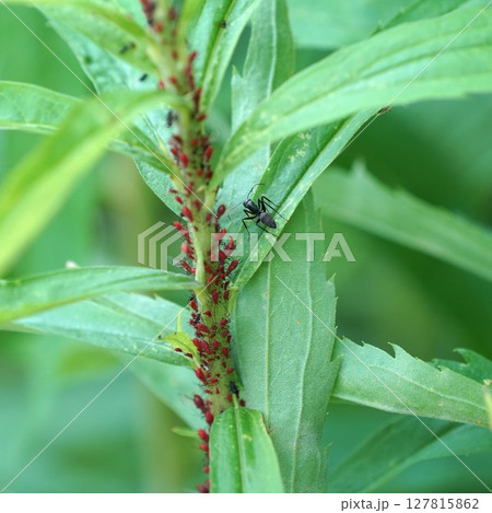 セイタカアワダチソウヒゲナガアブラムシ セイタカアワダチソウヒゲナガアブラムシ 127815862