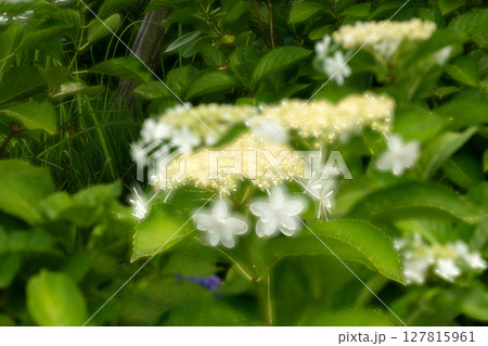 初夏のイメージ、アジサイの花の多重露光 127815961