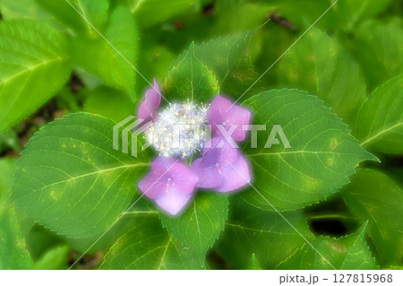 初夏のイメージ、アジサイの花の多重露光 127815968