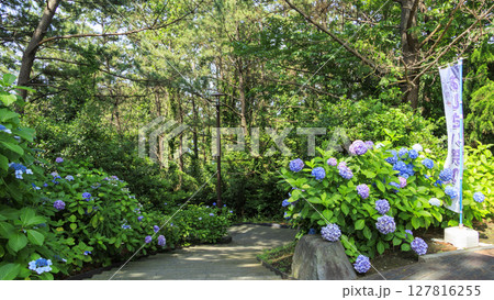 八景島の紫陽花 八景島の紫陽花 127816255